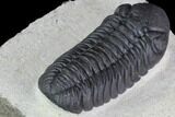 Detailed Austerops Trilobite - Beautiful Eyes #89518-4